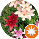 L. O profile picture